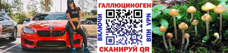 наркотики  Избербаш  Псилоцибиновые грибы Psilocybine cubensis 